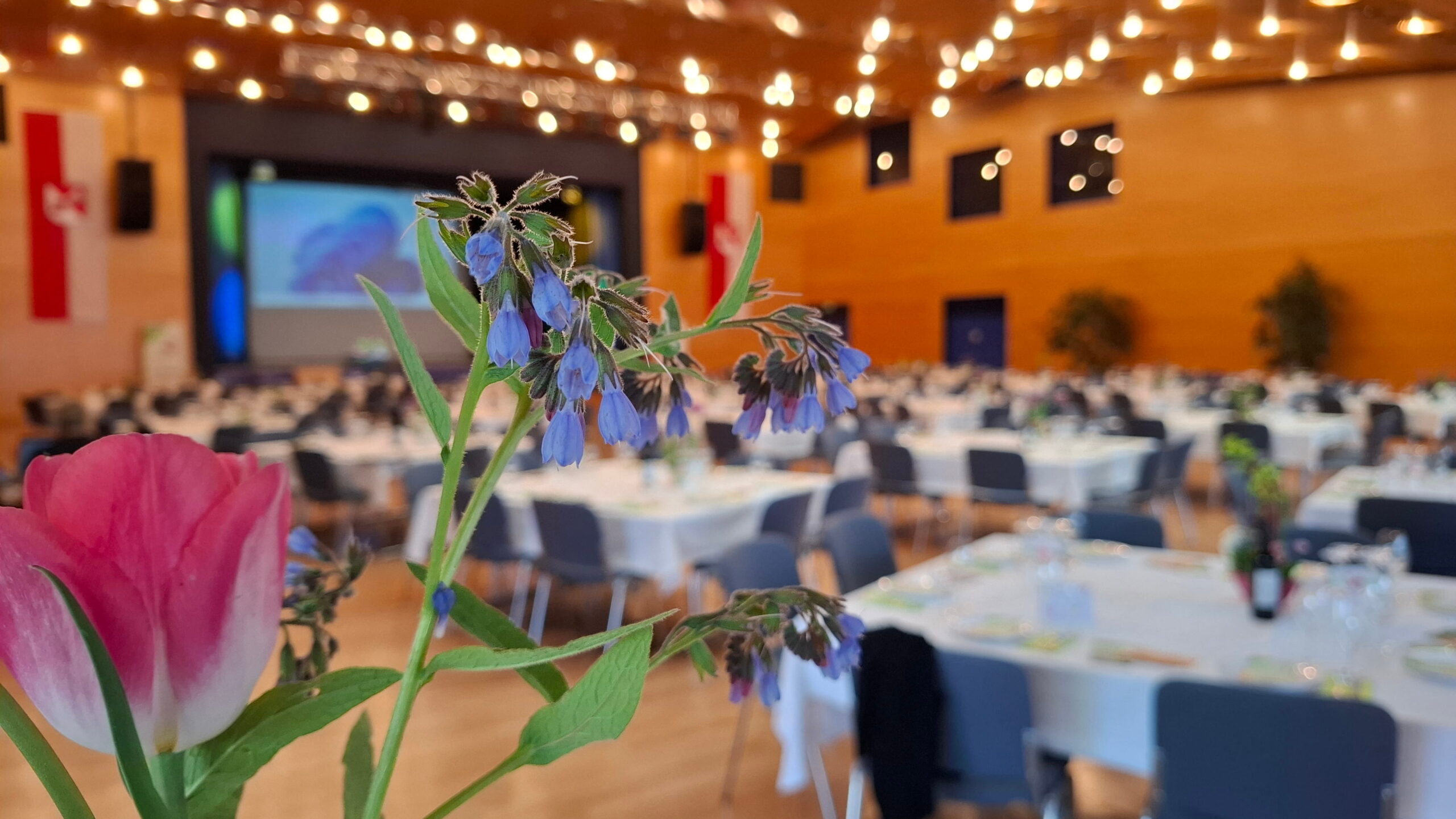 Saal_Details6